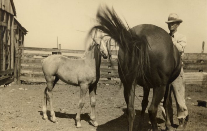 Sugar and Colt